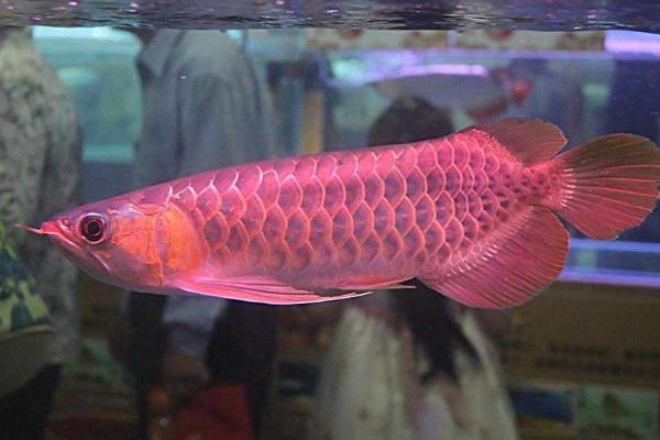 紅龍魚用什么燈最好 紅龍魚最佳發色溫度