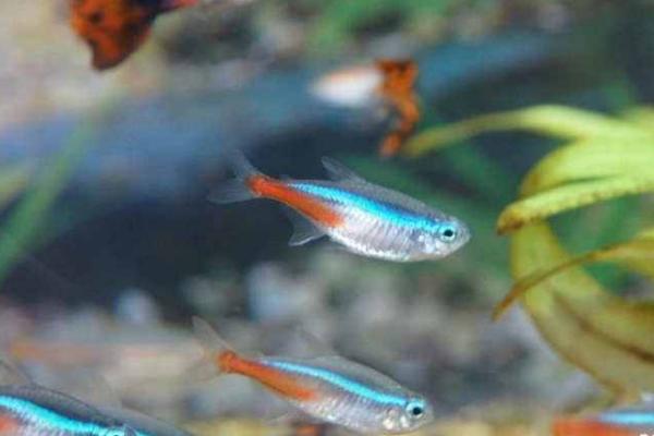 紅綠燈魚市場價格多少錢一條 紅綠燈魚壽命有多長