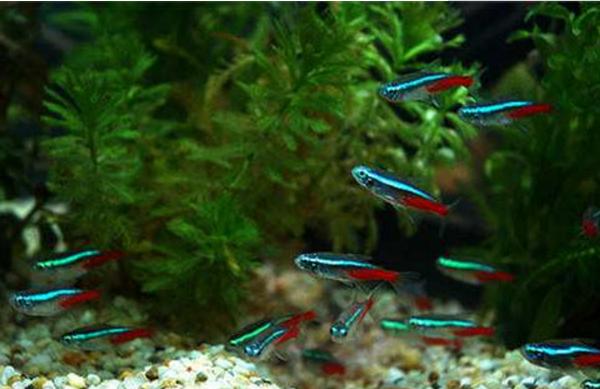 紅綠燈魚市場價格多少錢一條 紅綠燈魚壽命有多長