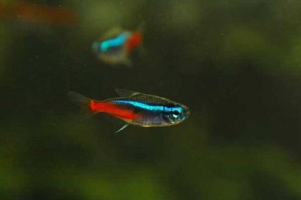 紅綠燈魚市場價格多少錢一條 紅綠燈魚壽命有多長