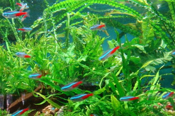 紅綠燈魚市場價格多少錢一條 紅綠燈魚壽命有多長