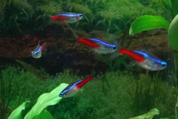 紅綠燈魚市場價格多少錢一條 紅綠燈魚壽命有多長