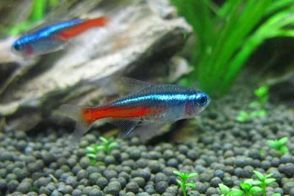 紅綠燈魚市場價格多少錢一條 紅綠燈魚壽命有多長