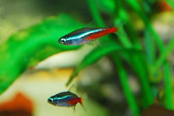 霓虹燈魚怎么養 霓虹燈魚壽命有多長