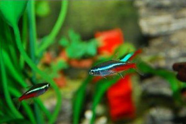 霓虹燈魚怎么養 霓虹燈魚壽命有多長