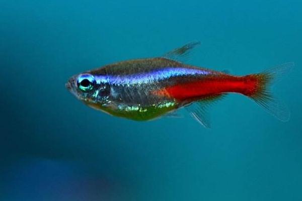霓虹燈魚怎么養 霓虹燈魚壽命有多長