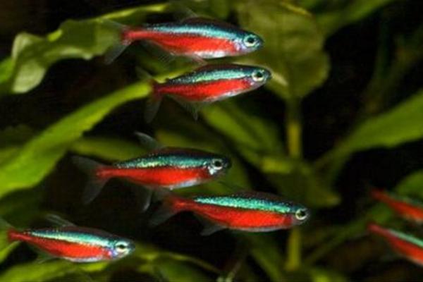 霓虹燈魚怎么養 霓虹燈魚壽命有多長