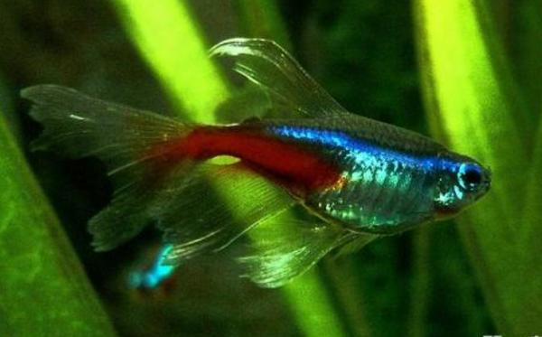 霓虹燈魚怎么養 霓虹燈魚壽命有多長