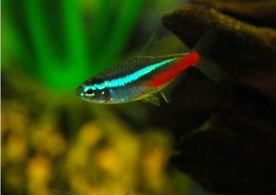霓虹燈魚怎么養 霓虹燈魚壽命有多長