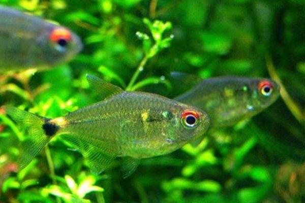 頭上有燈的魚是什么魚 燈魚品種大全