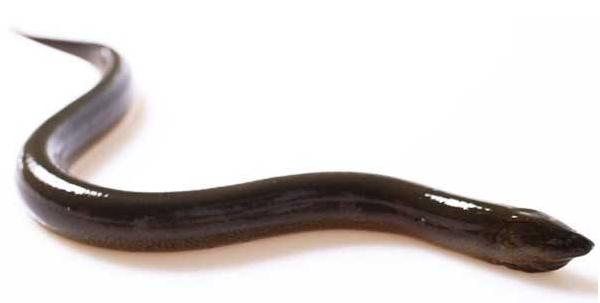 黃鱔死了還能吃嗎 什么人不能吃黃鱔