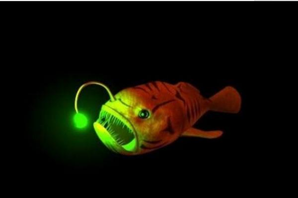 頭上有燈的魚是什么魚 燈魚品種大全