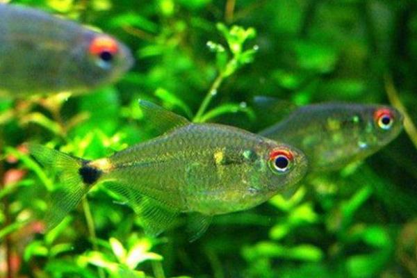 頭上有燈的魚是什么魚 燈魚品種大全