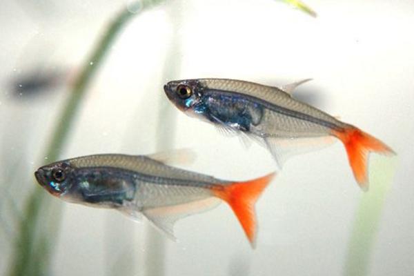 頭上有燈的魚是什么魚 燈魚品種大全