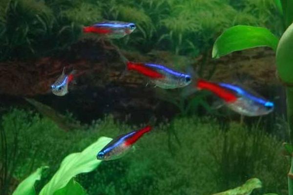 頭上有燈的魚是什么魚 燈魚品種大全