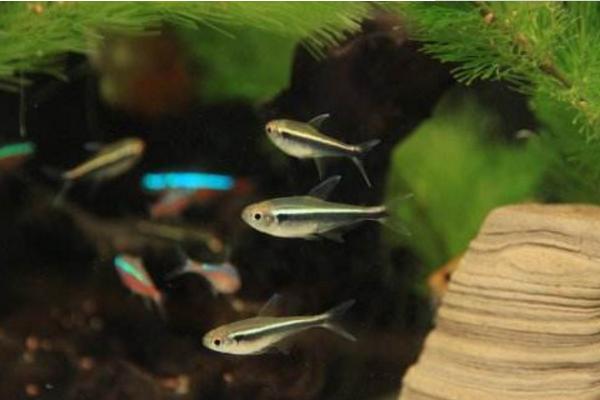 頭上有燈的魚是什么魚 燈魚品種大全