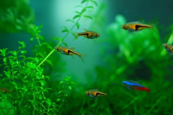 頭上有燈的魚是什么魚 燈魚品種大全