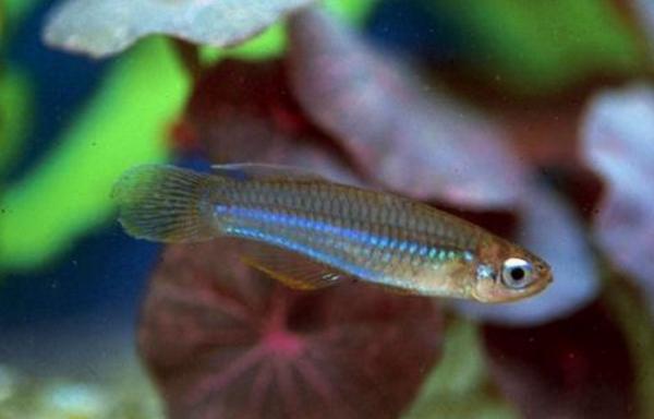 頭上有燈的魚是什么魚 燈魚品種大全