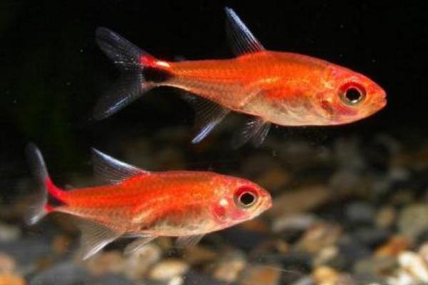 頭上有燈的魚是什么魚 燈魚品種大全