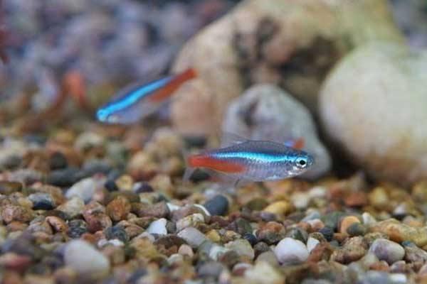 頭上有燈的魚是什么魚 燈魚品種大全