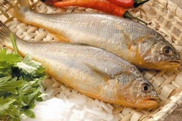 黃花魚功效與作用及禁忌 黃花魚的營(yíng)養(yǎng)價(jià)值