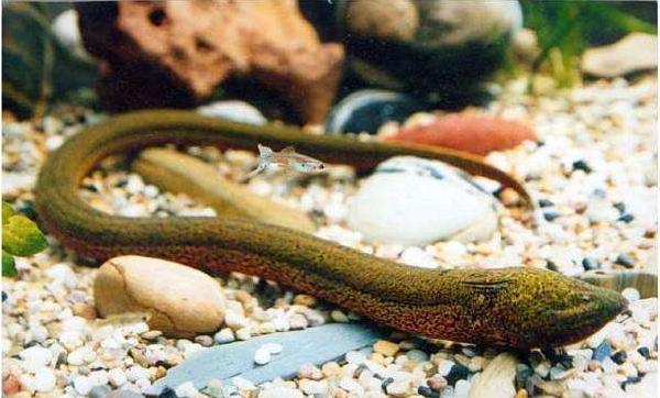 黃鱔死了還能吃嗎 什么人不能吃黃鱔