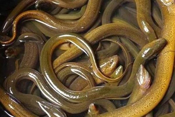 黃鱔死了還能吃嗎 什么人不能吃黃鱔