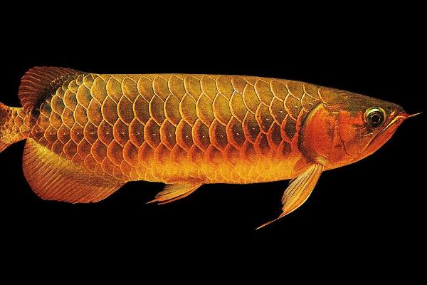 龍魚不吃食怎么回事 龍魚換水要放鹽嗎