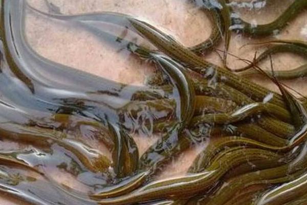 一畝能養(yǎng)多少黃鱔 養(yǎng)殖一畝黃鱔多少利潤