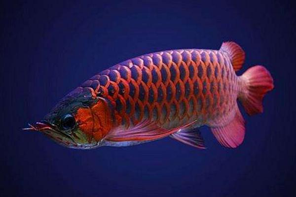 龍魚不吃食怎么回事 龍魚換水要放鹽嗎