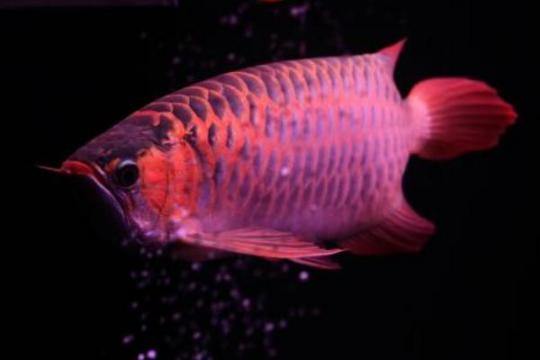 龍魚不吃食怎么回事 龍魚換水要放鹽嗎