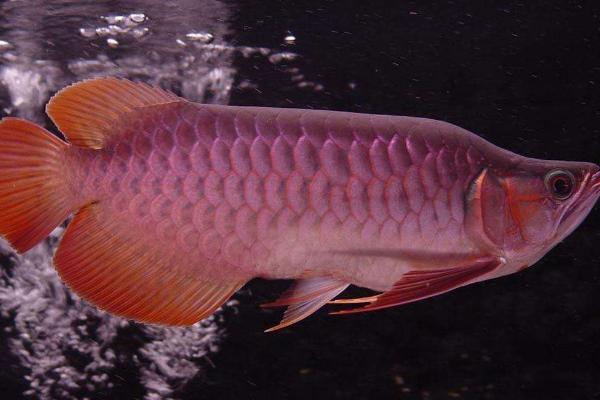 龍魚不吃食怎么回事 龍魚換水要放鹽嗎