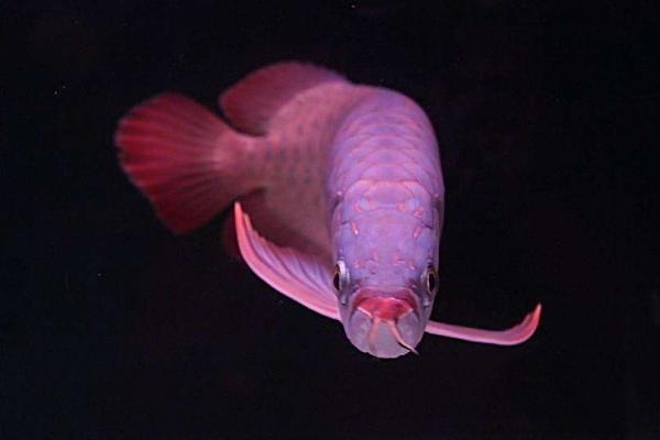 龍魚不吃食怎么回事 龍魚換水要放鹽嗎