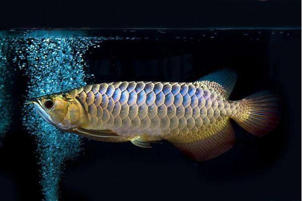 龍魚不吃食怎么回事 龍魚換水要放鹽嗎