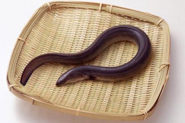 夢見黃鱔是什么意思 女兒夢到黃鱔有什么預(yù)兆