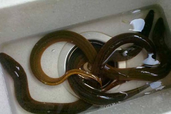 夢(mèng)見(jiàn)黃鱔是什么意思 女兒夢(mèng)到黃鱔有什么預(yù)兆