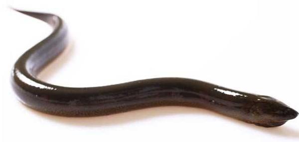 夢(mèng)見(jiàn)黃鱔是什么意思 女兒夢(mèng)到黃鱔有什么預(yù)兆