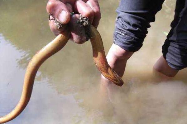 夢(mèng)見(jiàn)黃鱔是什么意思 女兒夢(mèng)到黃鱔有什么預(yù)兆