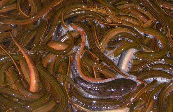 夢(mèng)見(jiàn)黃鱔是什么意思 女兒夢(mèng)到黃鱔有什么預(yù)兆