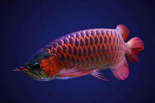 龍魚養(yǎng)幾條最招財 養(yǎng)龍魚的寓意和象征