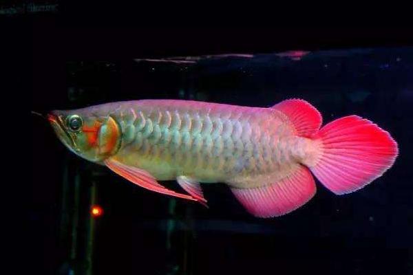 為什么龍魚三條不打架 養龍魚有什么忌諱