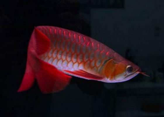 為什么龍魚三條不打架 養(yǎng)龍魚有什么忌諱