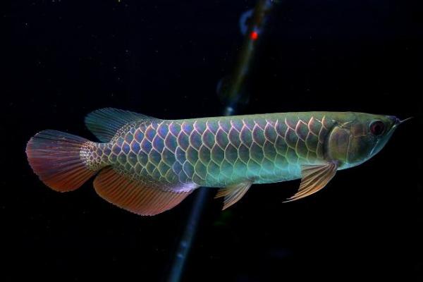 為什么龍魚三條不打架 養(yǎng)龍魚有什么忌諱