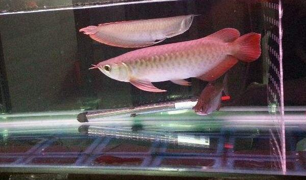 為什么龍魚三條不打架 養(yǎng)龍魚有什么忌諱