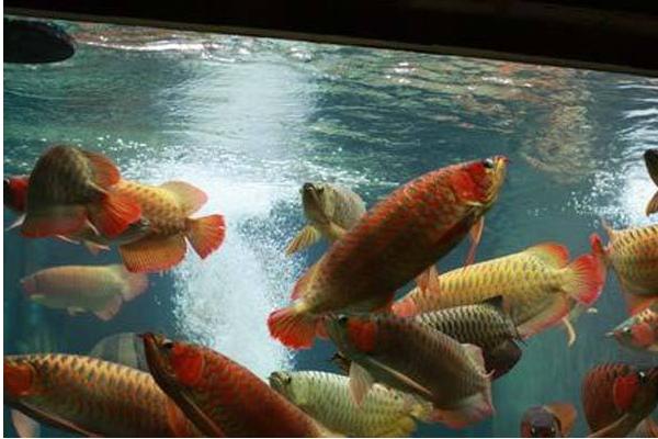 為什么龍魚三條不打架 養(yǎng)龍魚有什么忌諱