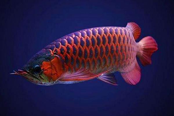 為什么龍魚三條不打架 養(yǎng)龍魚有什么忌諱