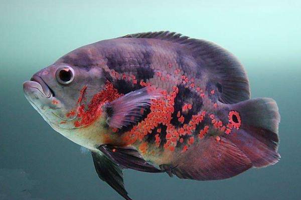 地圖魚市場價格多少錢一條 地圖魚養幾條最好