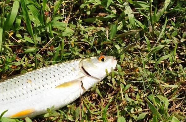 赤眼鱒市場價格多少錢一斤 赤眼鱒為什么這么貴