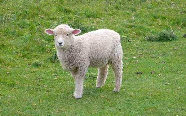 綿羊肉和山羊肉的區(qū)別 山羊和綿羊哪個貴