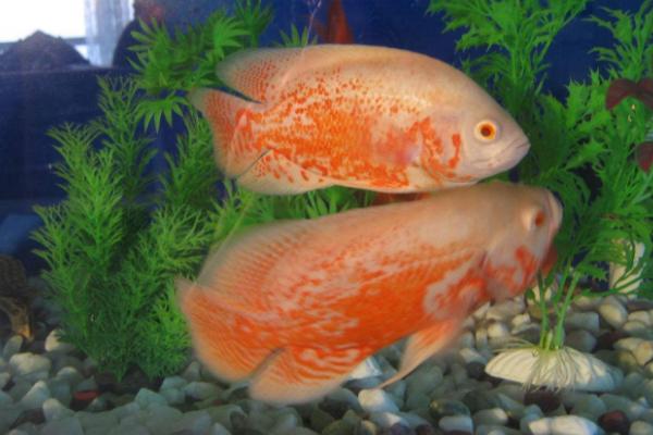 地圖魚(yú)市場(chǎng)價(jià)格多少錢(qián)一條 地圖魚(yú)養(yǎng)幾條最好